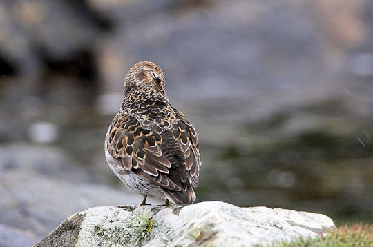 Comme un oiseau aux Shetland 5838510