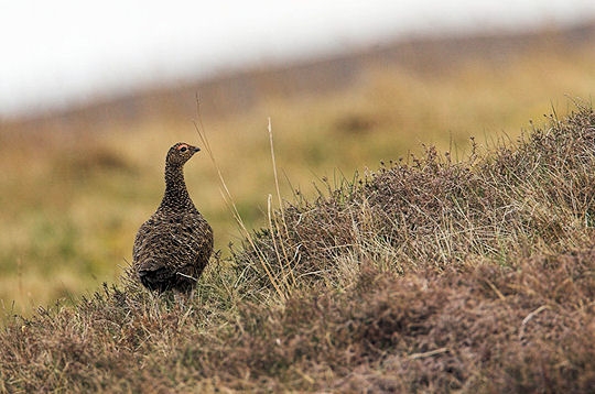 Comme un oiseau aux Shetland 5841310