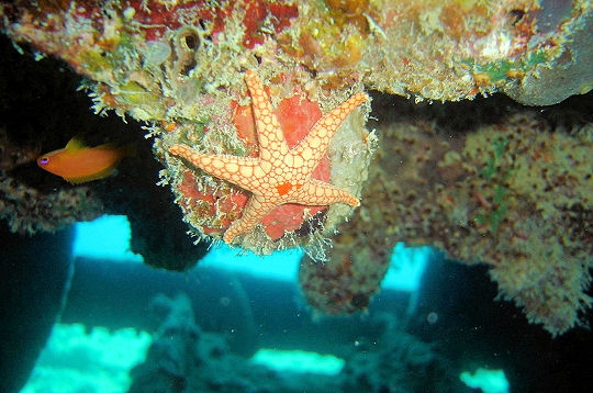 Les toiles de mer illuminent les ocans du globe 6112310