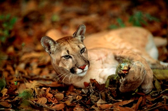 Le meilleur de la photographie animalire 6288510