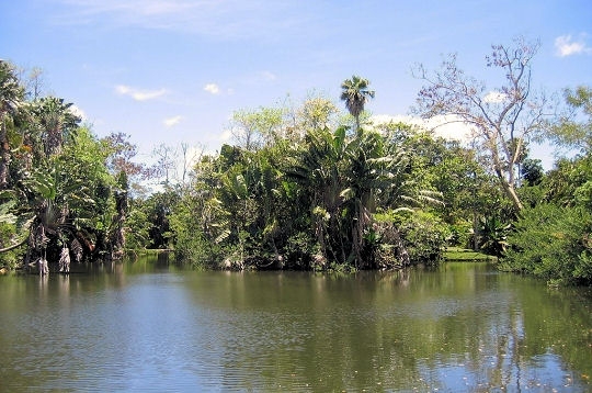 Tour du monde des mangroves 6342710