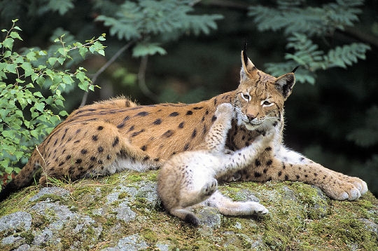 A la rencontre du lynx 6477410