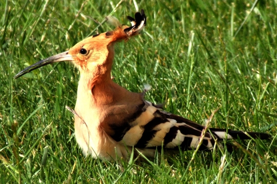 Les animaux sortent du salon de coiffure 7829910