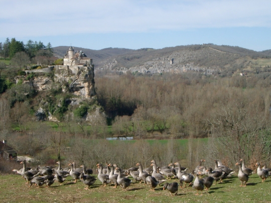 Le long de la Dordogne Falais10