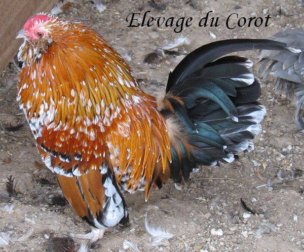 Mille fleur et famille de couleur Photo910