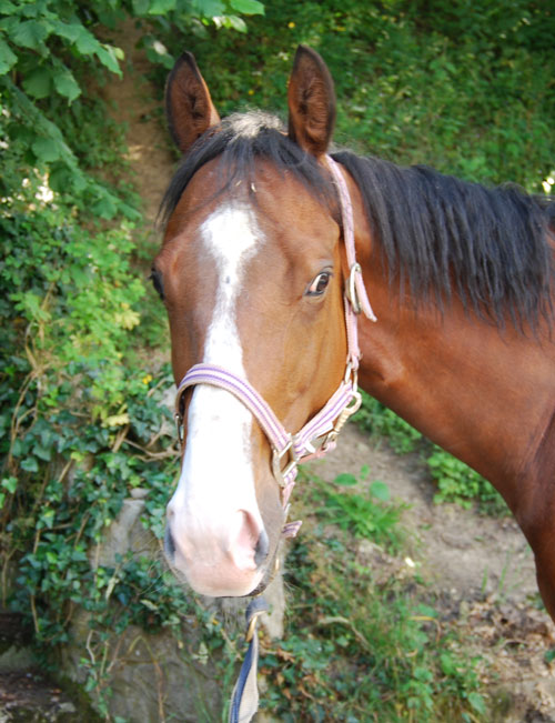 Jaldy, H PS de 5 ans adopté par Déborah et Virgiliane 31/08 Jaldy110