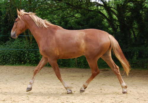 QUIRINUS TF hongre 4 ans placé chez  Axou Quirin14