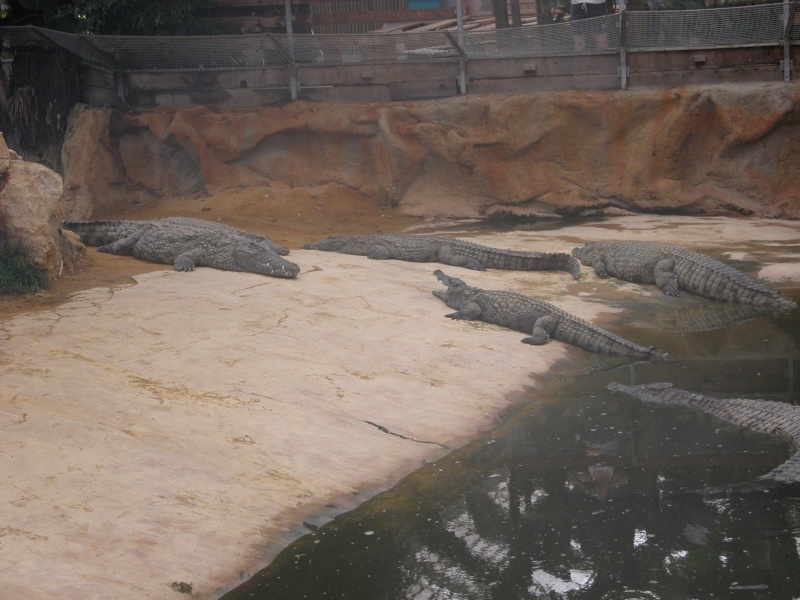 la ferme aux crocodiles 2005 Im_a0046
