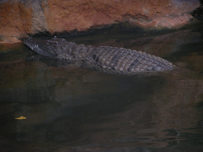 la ferme aux crocodiles 2005 Im_a0047