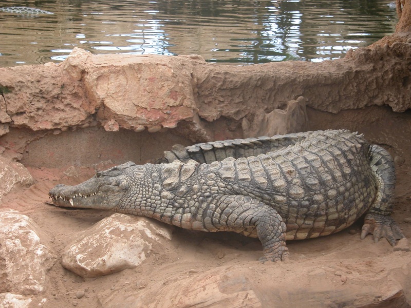 la ferme aux crocodiles 2005 Im_a0057