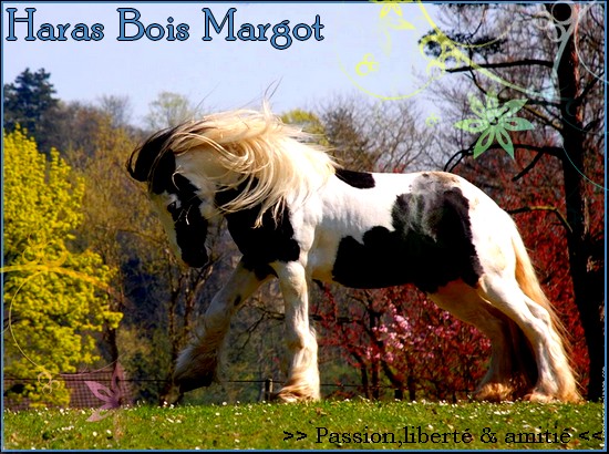 Haras bois margot