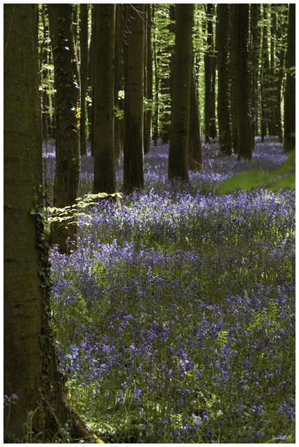 Le bleu du bois de Hal Bois-d12