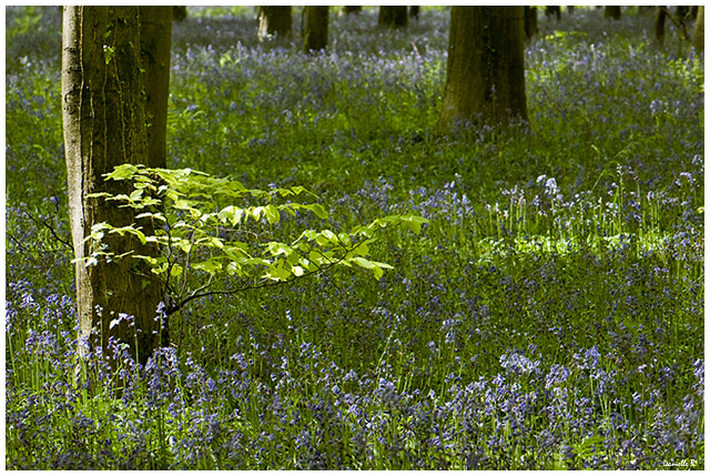 Le bleu du bois de Hal Bois-d14