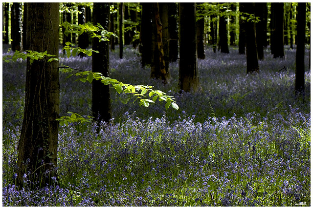 Le bleu du bois de Hal Bois-d15