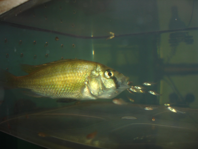 naissance haplochromis sp ch 44 Crache11