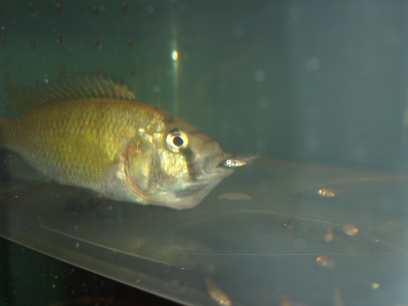 naissance haplochromis sp ch 44 Crache12
