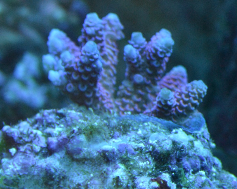 Voici quelques nouveaux coraux  Dsc_0034