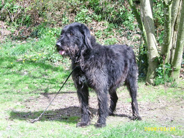 Curly - 5 ans- F x Briard/Bouvier - est en urgence A_voir22