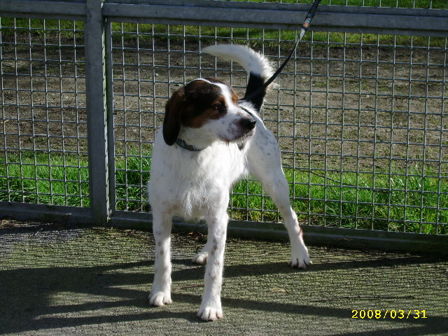 ADHOC, croisé beagle/griffon mâle, 5 ans 1/2 (56) A_voir48