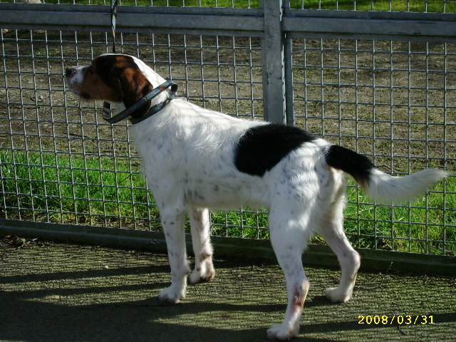 ADHOC, croisé beagle/griffon mâle, 5 ans 1/2 (56) A_voir49