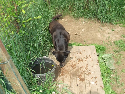 Curly - 5 ans- F x Briard/Bouvier - est en urgence Copain10