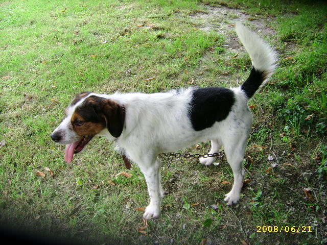 ADHOC, croisé beagle/griffon mâle, 5 ans 1/2 (56) Juin0819