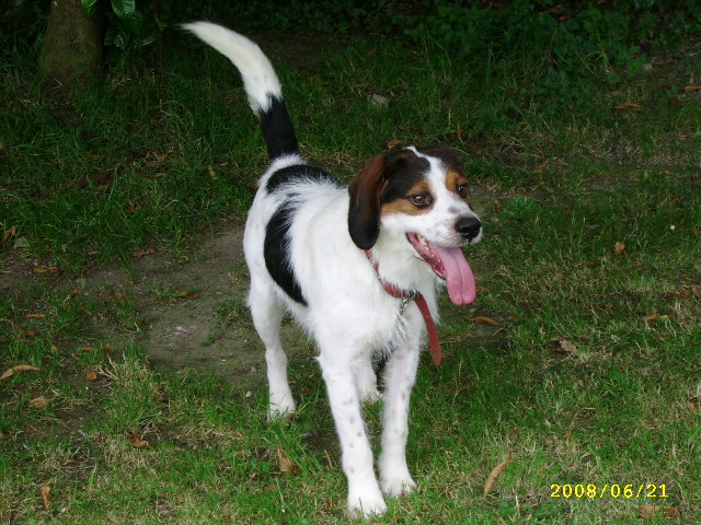ADHOC, croisé beagle/griffon mâle, 5 ans 1/2 (56) Juin0821