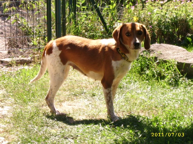 GAVOTTE,  croisée beagle harrier, 8 ans (56) - Asso "Coeur Sur Pattes" Juin1114