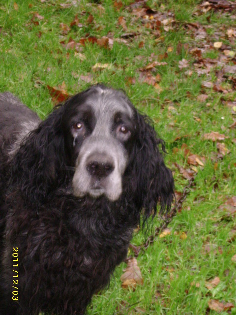 56 - PACO - superbe et tonique Setter Anglais noir & gris de 12 ans Oct11_28