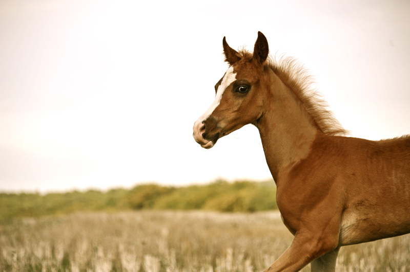 MAARENA ARABIANS 2011 Dsc_1311