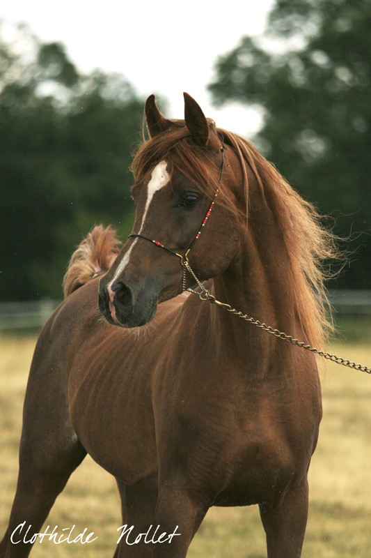 Chevaux lignées égyptiennes: SHOW, SPORT, PRESERVATION Malik310