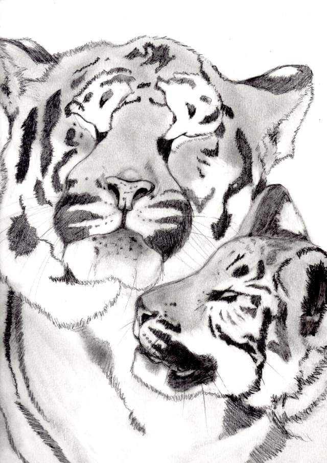 Deux tigres ! Img07110