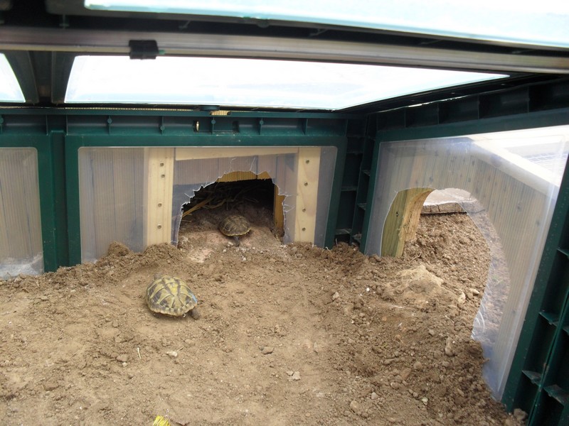 construction enclos - Page 2 Tortue14