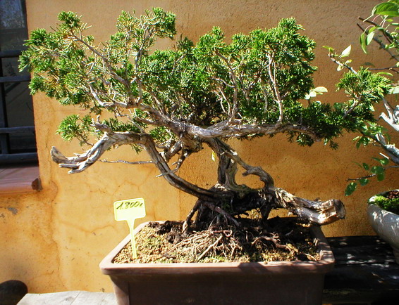 Museu del bonsai - La Bisbal, Catalunya. - Page 2 P1010015