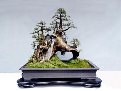 Penjing chinois, bonsai japonais Penjin10