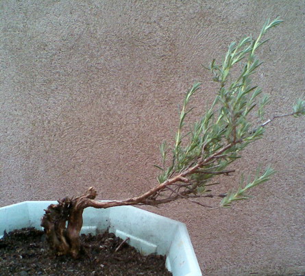 lavande en bonsai Photo018