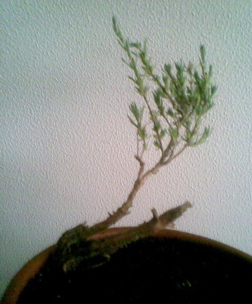 lavande en bonsai Photo019