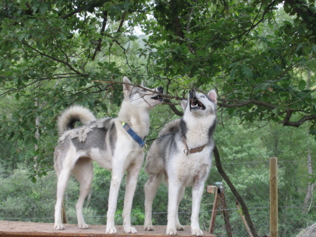 BOREALE, femelle Husky 1an1/2. - Page 3 Img_5118