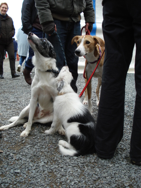 Concours d'agility Cholet Dsc03211