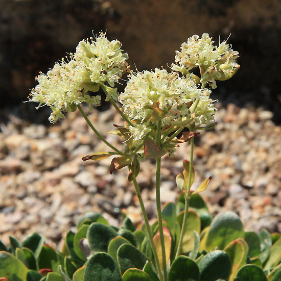 Eriogonum and Co, la suite. Img_1566