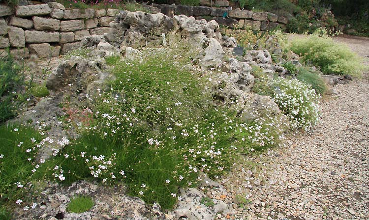 La Foire aux Plantules de la SAJA - Page 3 Img_8821