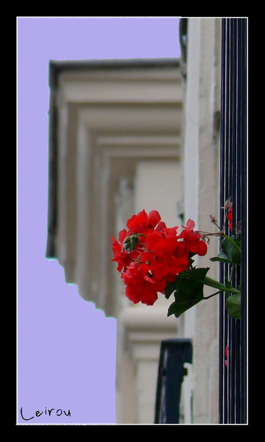 Des fleurs en prison Fleurs10