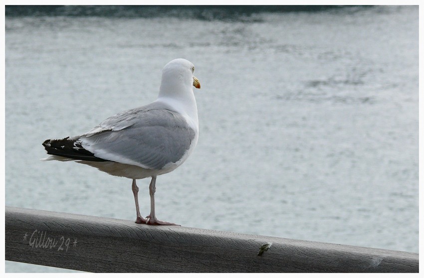 PETITE VISITE A ETRETAT .... Joda_610