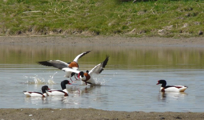 quelques animaux du marais Photo-11