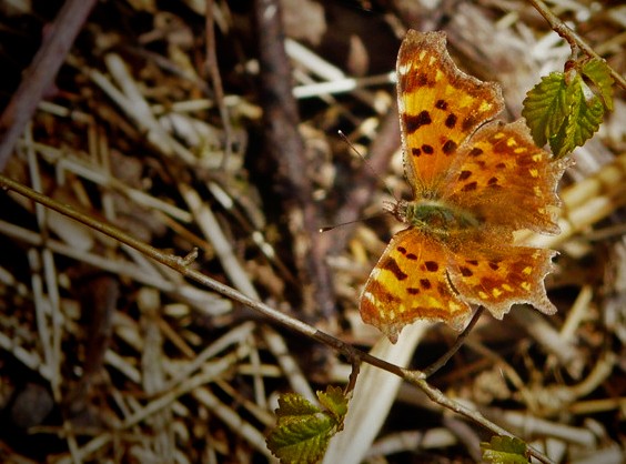 quelques animaux du marais Photo-12