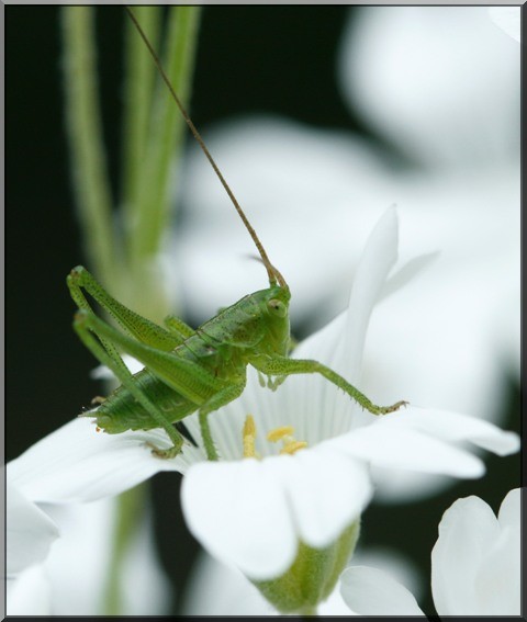 sauterelle de mon jardin Photo_25