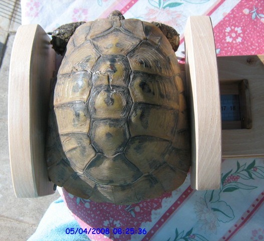 TORTUE EN APPARTEMENT !!!!!!!!!!!!! Tortue21