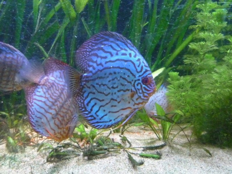 turquoise rouge Discus14