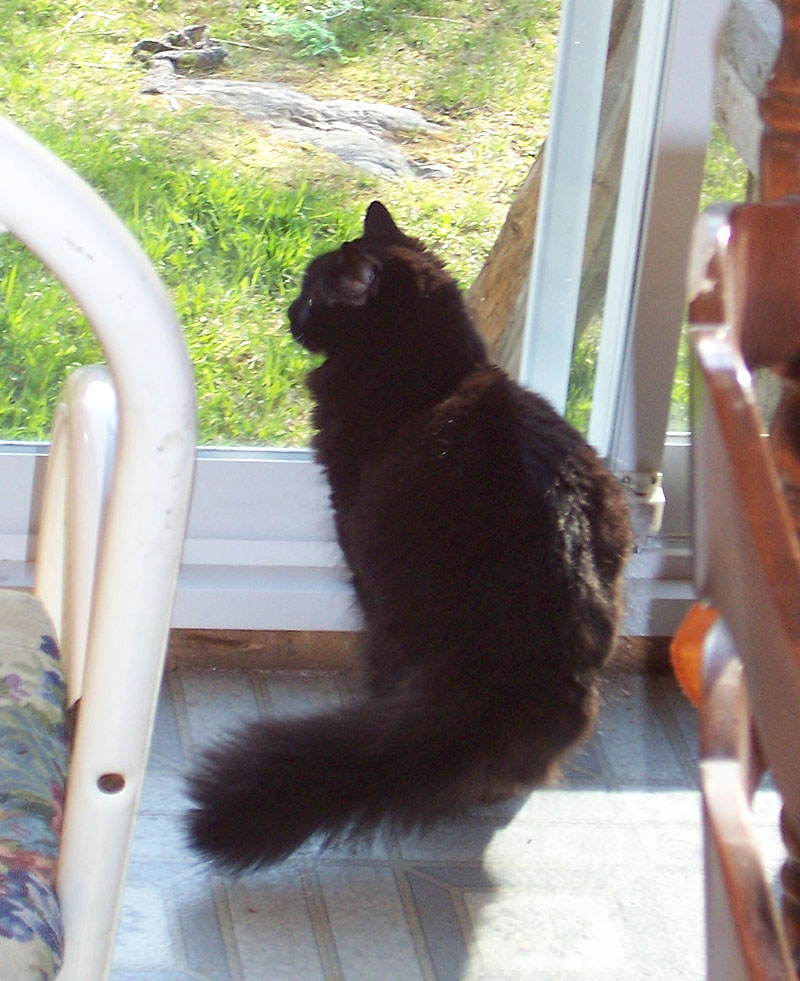 Mitaine la chatte de ma mère.