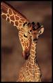 L'alphabet des animaux et insectes Girafe10